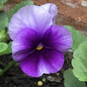 rodney_w_bidmade avatar