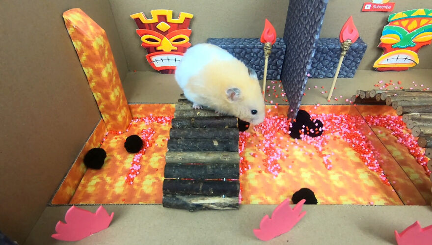 I Made A Video Of A Brave Hamster Escaping A Cannibal's Prison In An Amazing Obstacle Course Which Is Like The Pet Version Of Indiana Jones (12 Pics)