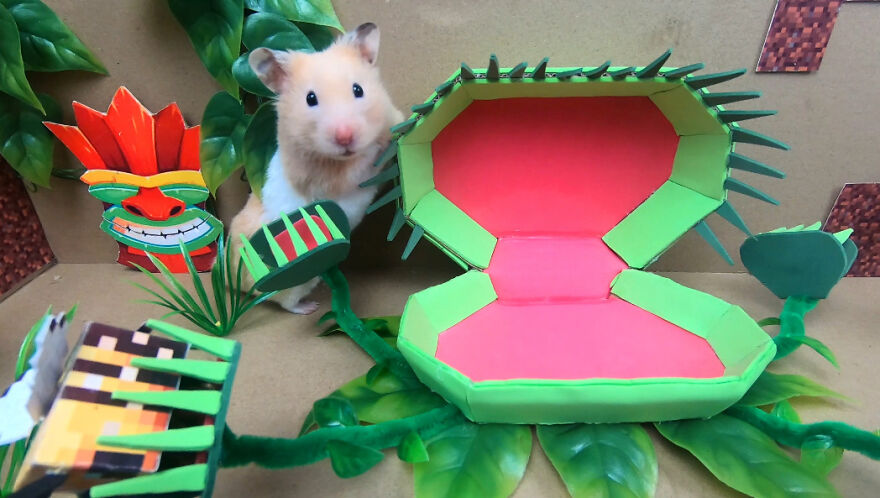 I Made A Video Of A Brave Hamster Escaping A Cannibal's Prison In An Amazing Obstacle Course Which Is Like The Pet Version Of Indiana Jones (12 Pics)