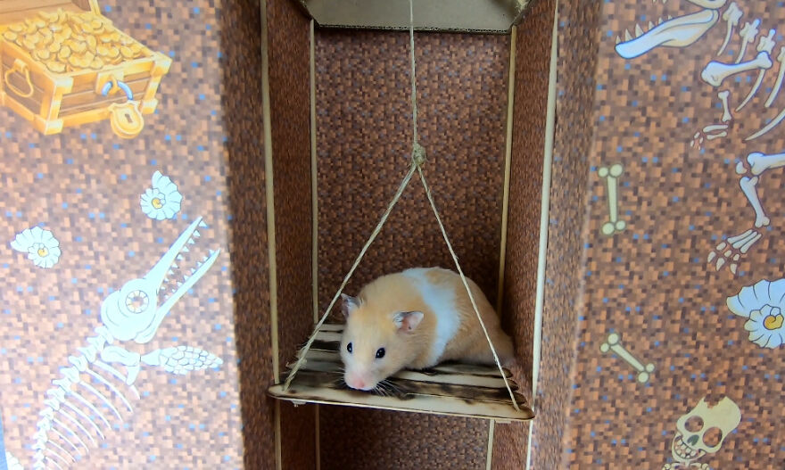 I Made A Video Of A Brave Hamster Escaping A Cannibal's Prison In An Amazing Obstacle Course Which Is Like The Pet Version Of Indiana Jones (12 Pics)