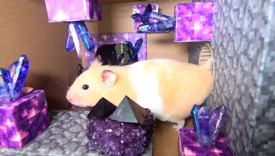 I Made A Video Of A Brave Hamster Escaping A Cannibal's Prison In An Amazing Obstacle Course Which Is Like The Pet Version Of Indiana Jones (12 Pics)