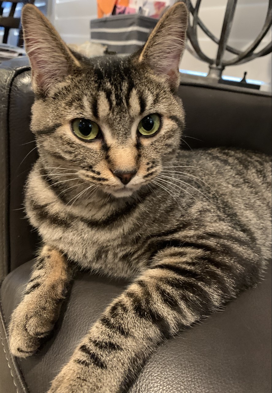 Hey Pandas, Post A Picture Of Your Pet