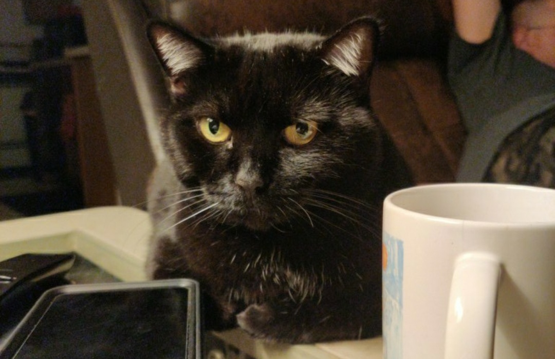 Hey Pandas, Post A Picture Of Your Cat!