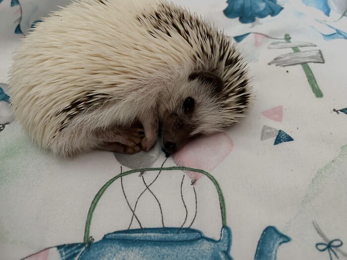 Hello! I’m A Sleepy Daisy Hedgehog!