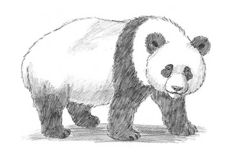 Hey Pandas, Draw A Panda