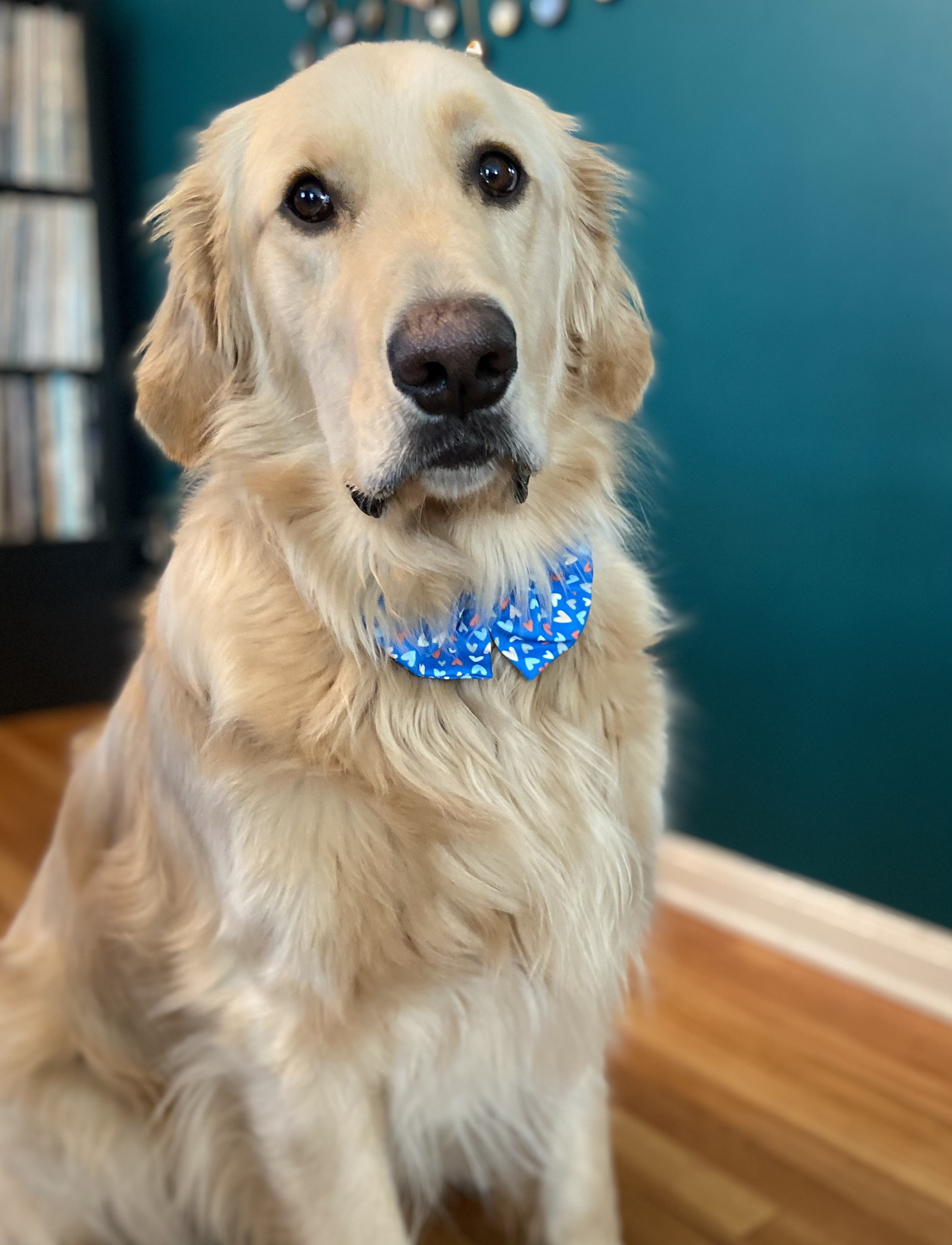 Hey Pandas, Post A Picture Of Your Pet!