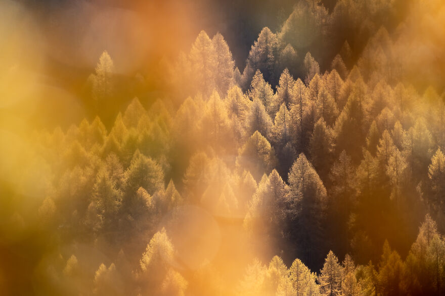 Golden Larches Of Engadin