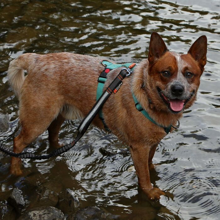 Kimba The Cattle Dog :)