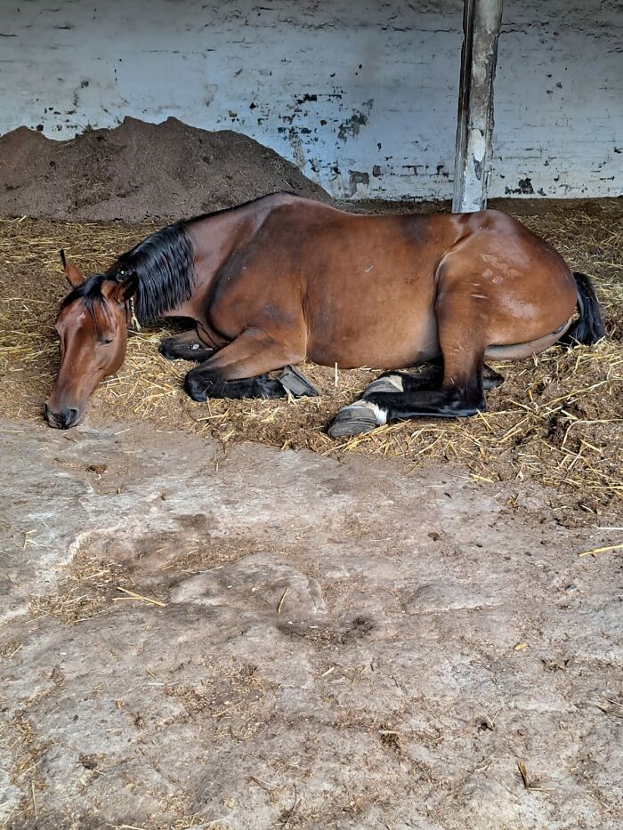 Mausi Falling Asleep