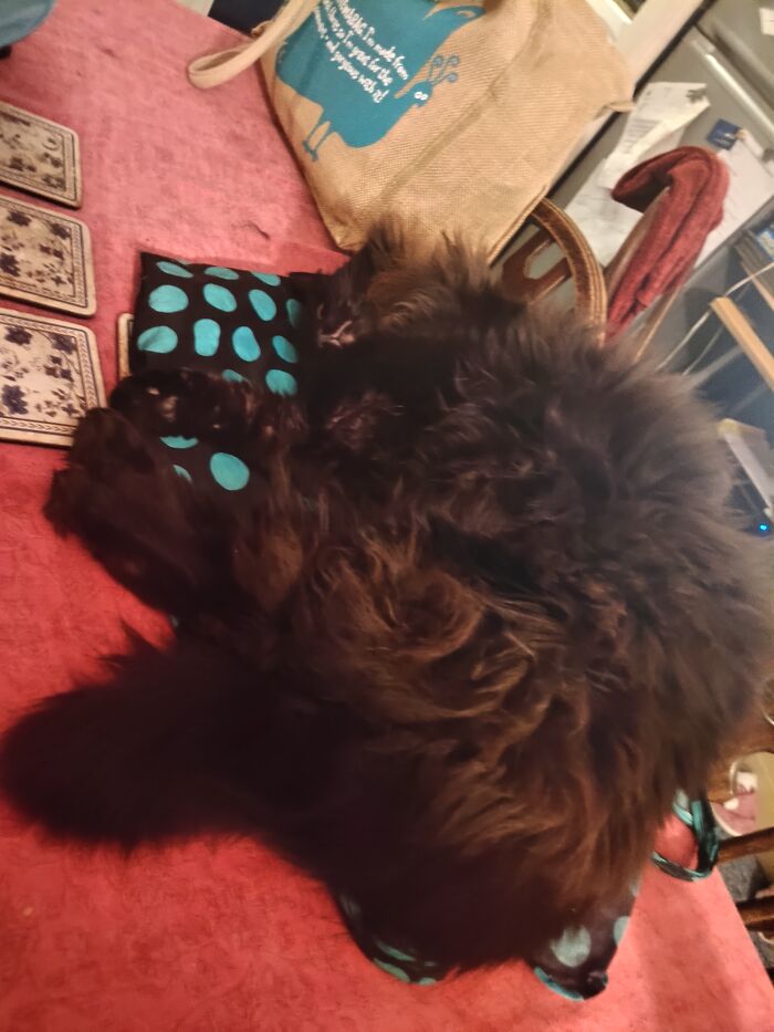 Super Fluffy Ashen Toe Beans (Quite Hard To Get A Picture Of Them)