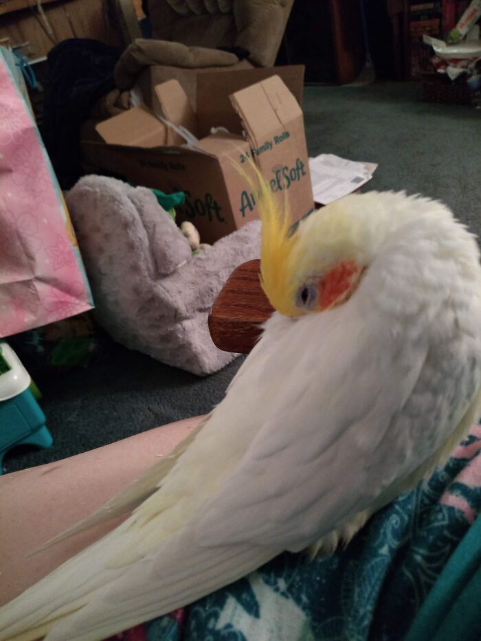 Charlie Getting Ready To Nap