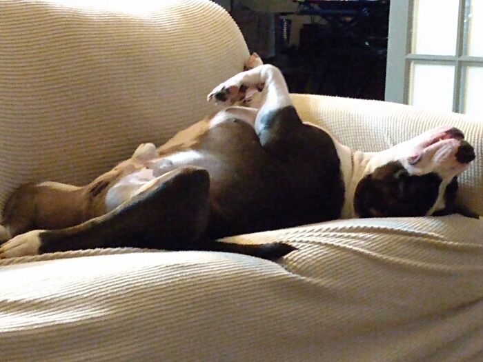 My Grandkids' Dog; Always Sleep Like That