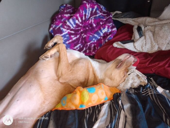 My Silly Sleeping Roxanne