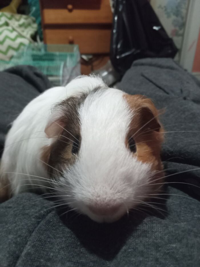 This Handsome Little Fella Is Named Harry And He Loves Cuddles And Goes Nuts When I Bring Him And His Brother Homemade Peaflakes.he And His Brother Pippin Are The Light Of My Life