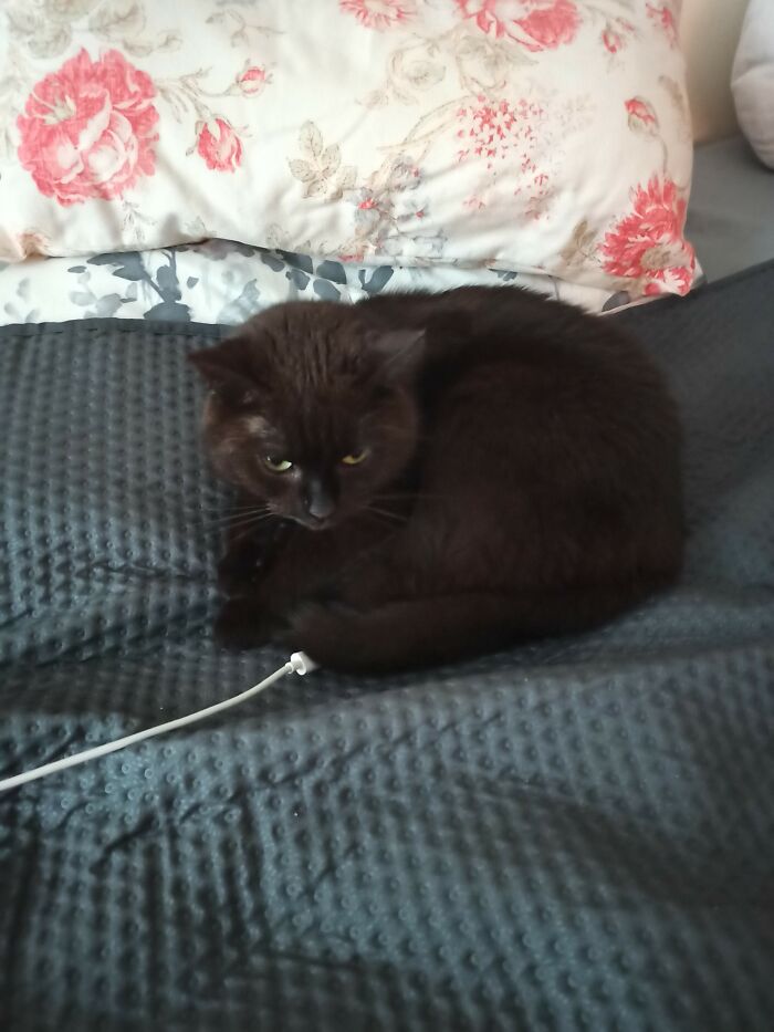 Charging My Polish Speaking Cat