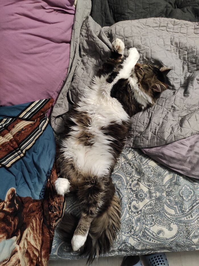 This Is Aroh. This Is Why I Don't Always Make The Bed