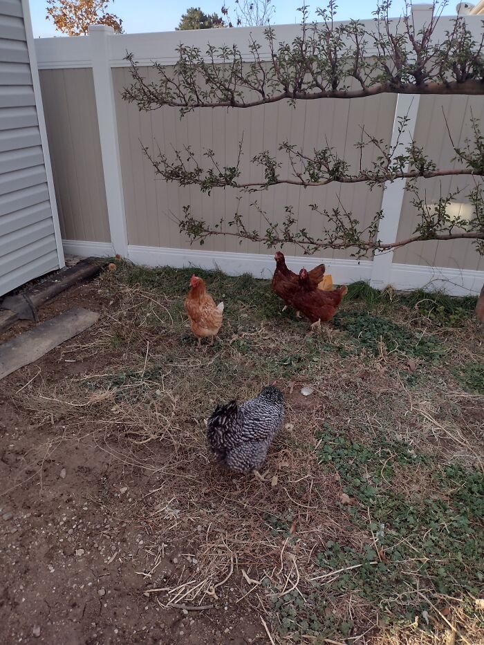 Chickens
