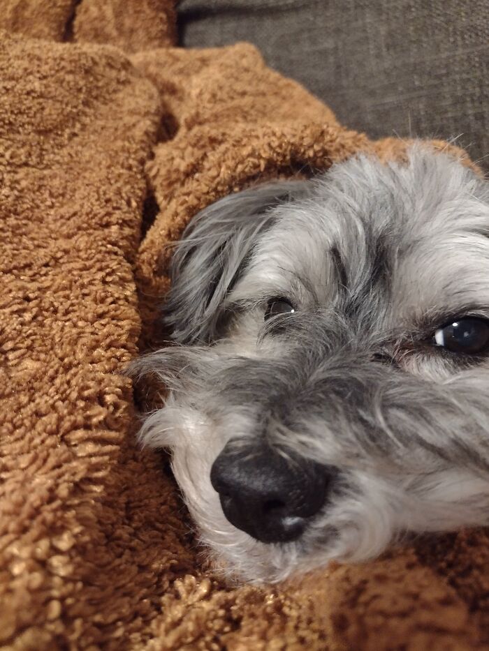 My Dog, Learned To Throw Up In The Toilet After Seeing Us Do It. If That's Not Weird, I Don't Know What Is