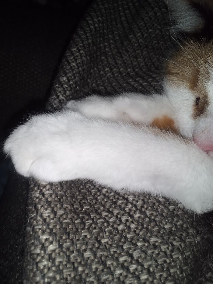 Bogey Is A Refined Lady, She Only Shows Top Beans