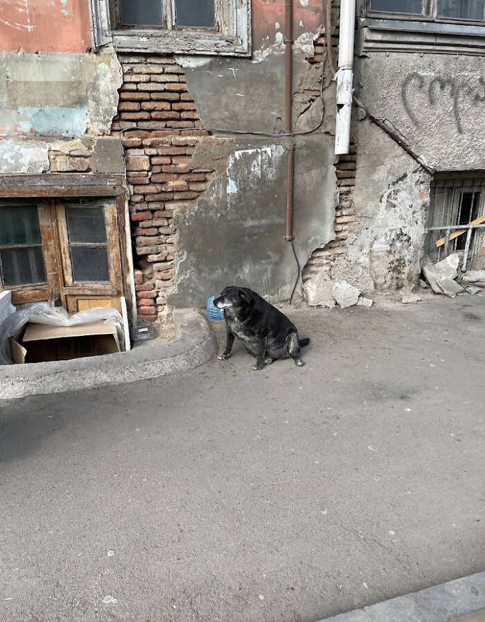 This Dog Is A Local Landmark In Tbilisi, Georgia With A Personal Google Maps Mark And Positive Reviews