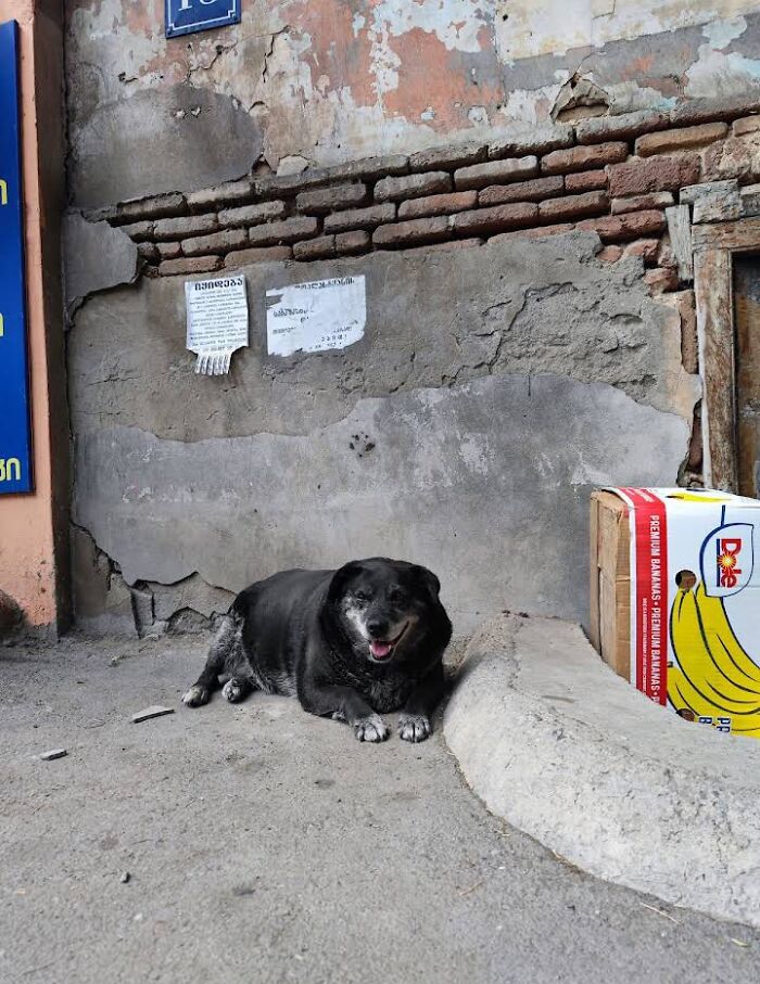 This Dog Is A Local Landmark In Tbilisi, Georgia With A Personal Google Maps Mark And Positive Reviews