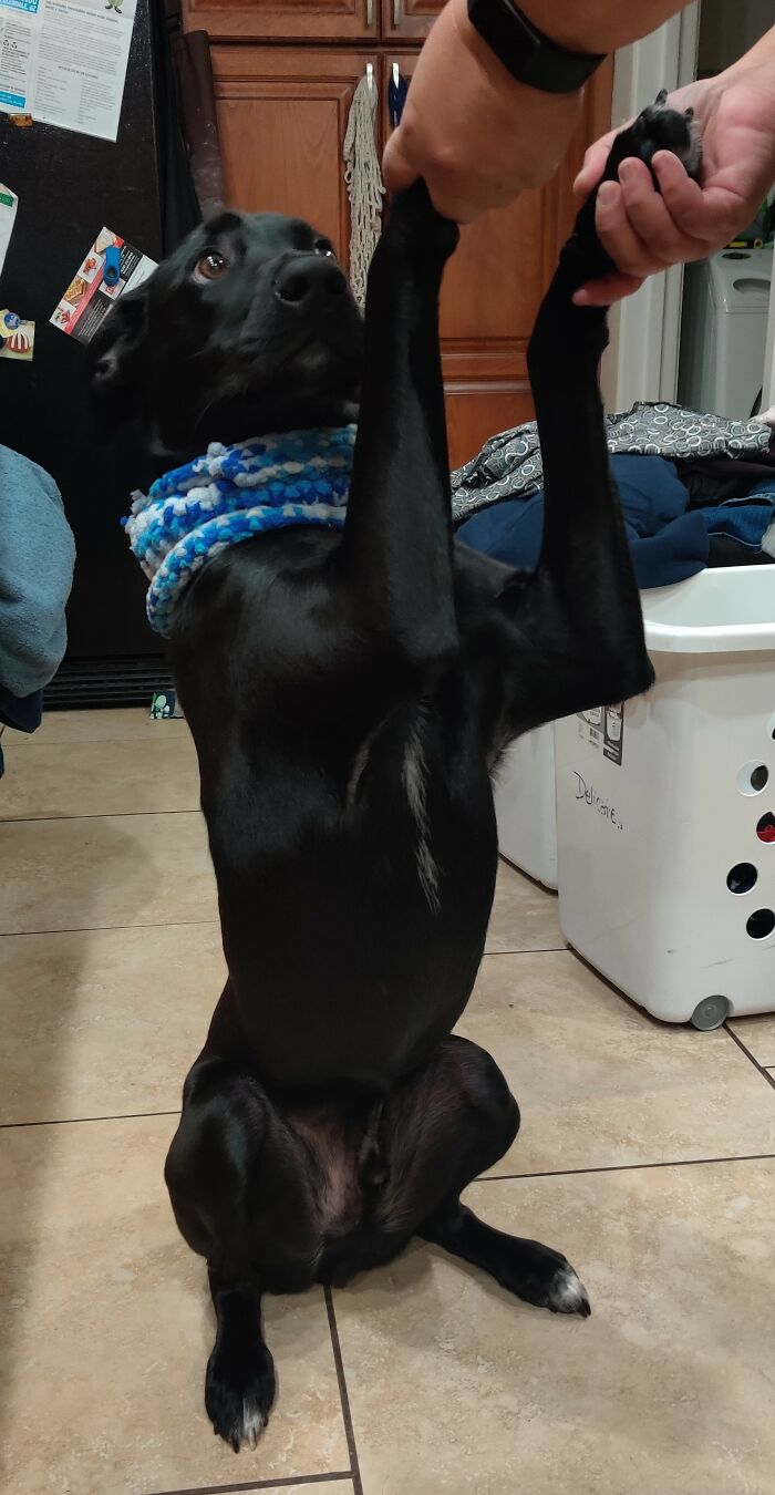 Rufus Was Not Happy With My Mom And I 🤣