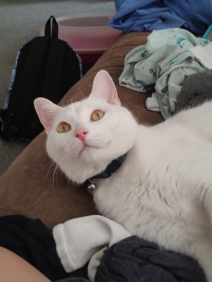 Sweet But Evil Snowball