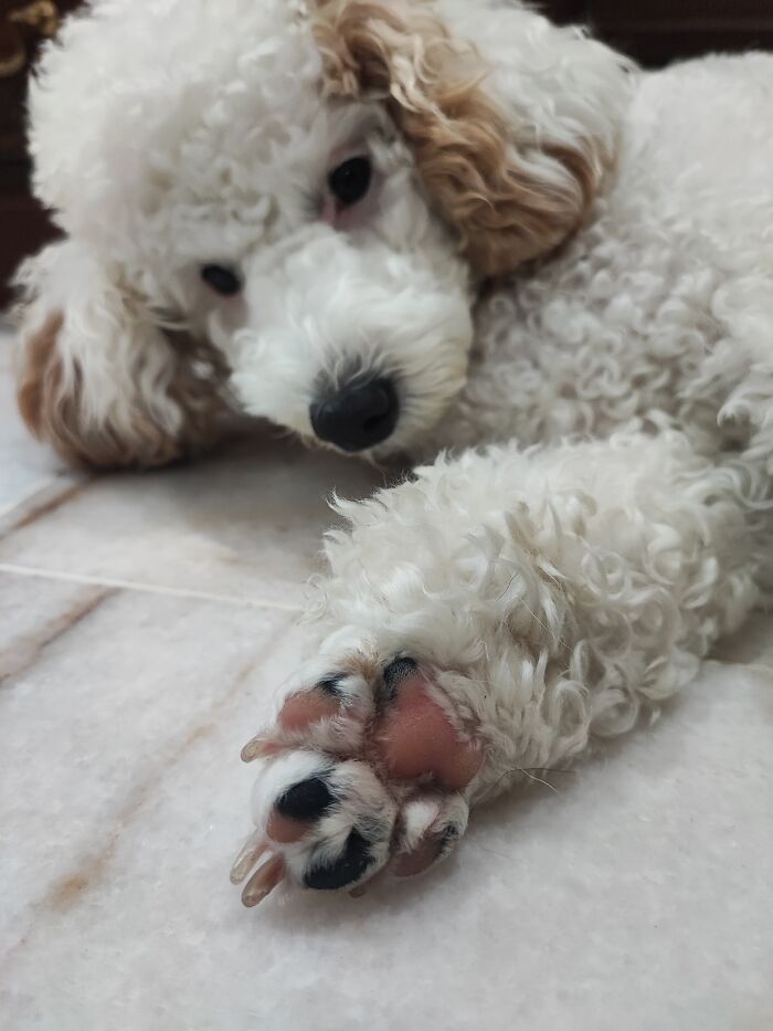 What Chu Lookin At Hooman?