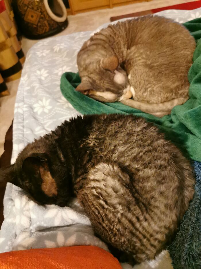 Two Cornish Rex Cats