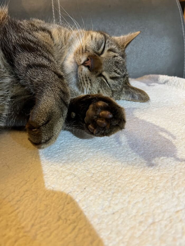 Little Storm's Toe Beans
