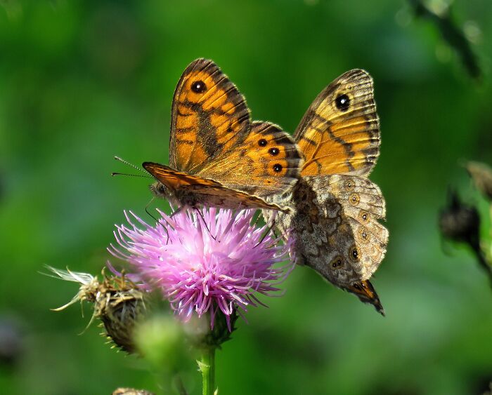 Two Butterflies, In The Park Near My House, Urban Wilderness