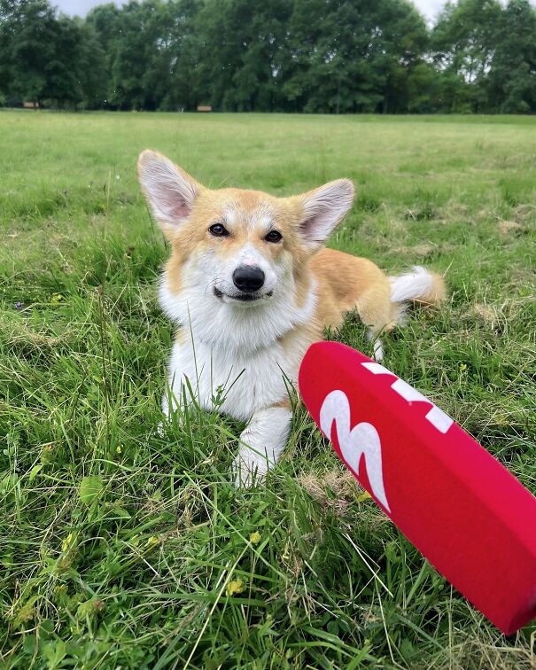 Meet Kobis - A Corgi That Knows Over 60 Tricks Including Riding A Skateboard, Painting, Playing Basketball And More