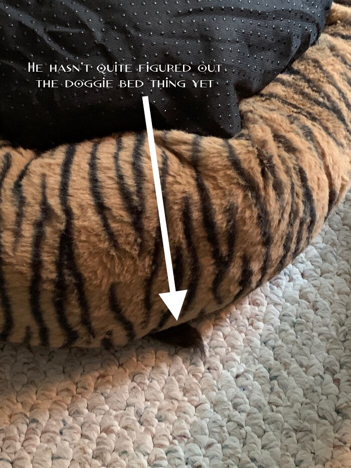 His Name Is Boomer And He Has Yet To Figure Out The Dog Bed, He Sleeps Under It Instead Of In It. That's His Tail Sticking Out