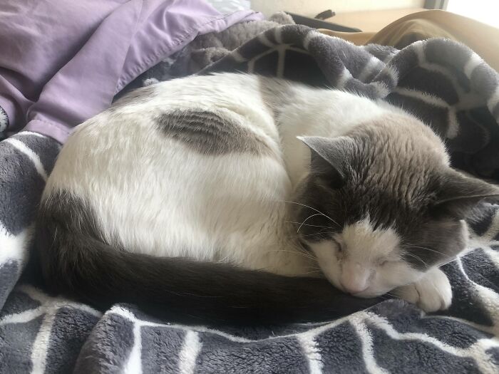 Maximilian, My Bagel