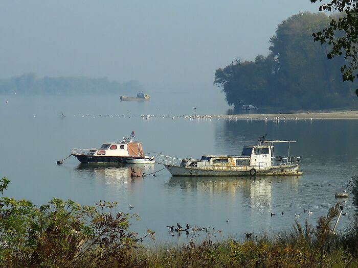 The Chops Of A River Sava And The Danube Is Beautiful Even On A Foggy Autumn Day