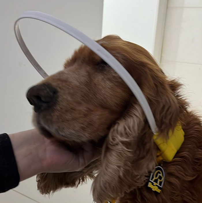 After Being Thrown Away By A Presumed Owner, This Dog Has Been Given A Second Shot At Life With The Help Of Local People