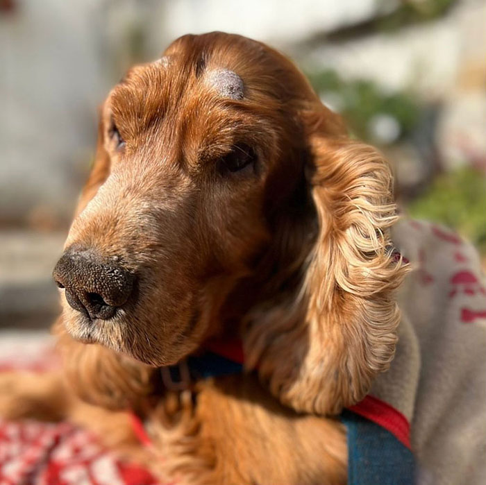 After Being Thrown Away By A Presumed Owner, This Dog Has Been Given A Second Shot At Life With The Help Of Local People