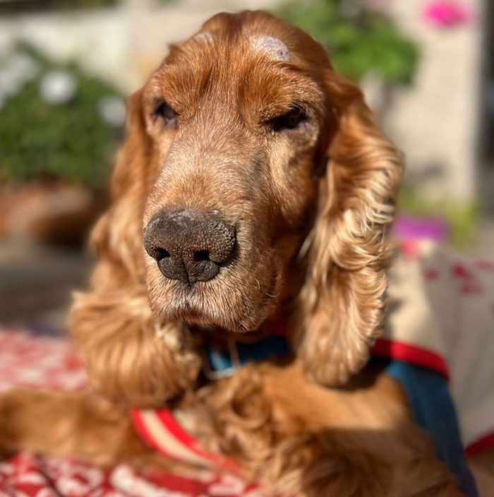 After Being Thrown Away By A Presumed Owner, This Dog Has Been Given A Second Shot At Life With The Help Of Local People