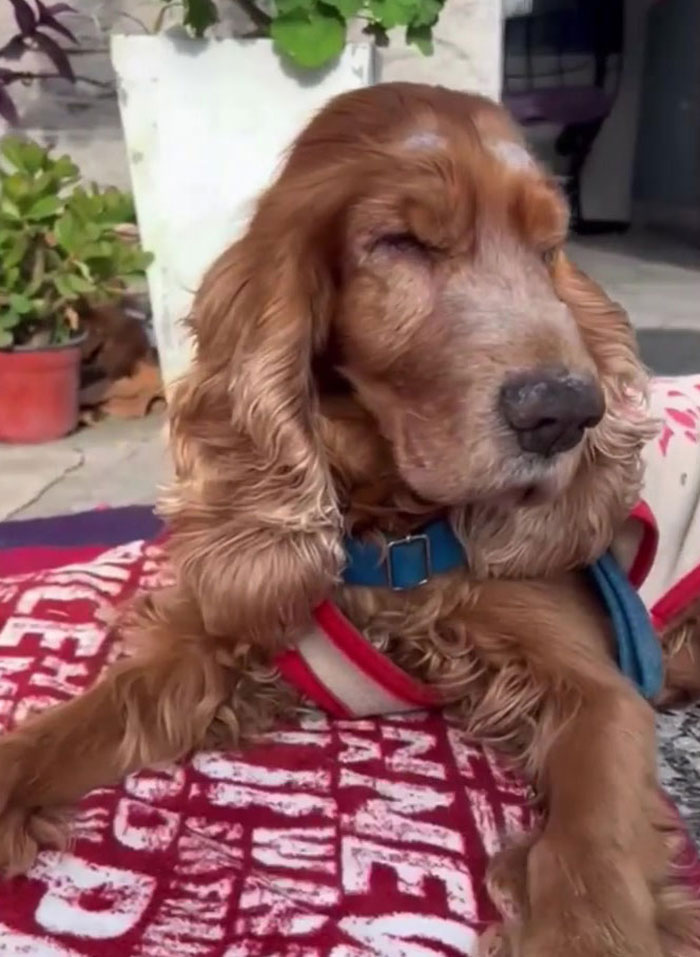 After Being Thrown Away By A Presumed Owner, This Dog Has Been Given A Second Shot At Life With The Help Of Local People