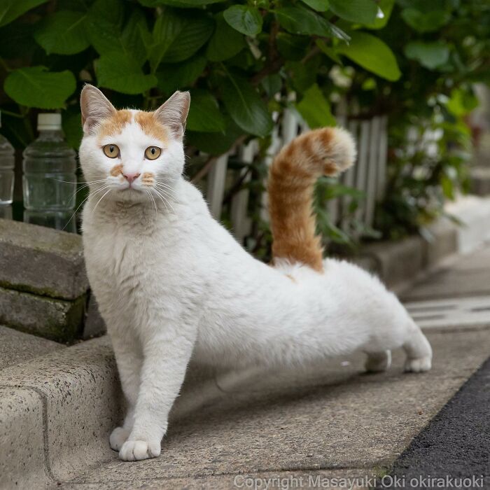 Japanese Photographer Captures Cats On The Streets Proving That Felines Really Are The Kings Of The World (71 New Pics)