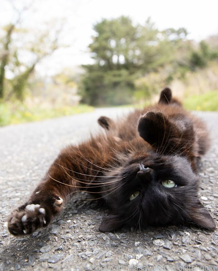 Japanese Photographer Captures Cats On The Streets Proving That Felines Really Are The Kings Of The World (71 New Pics)