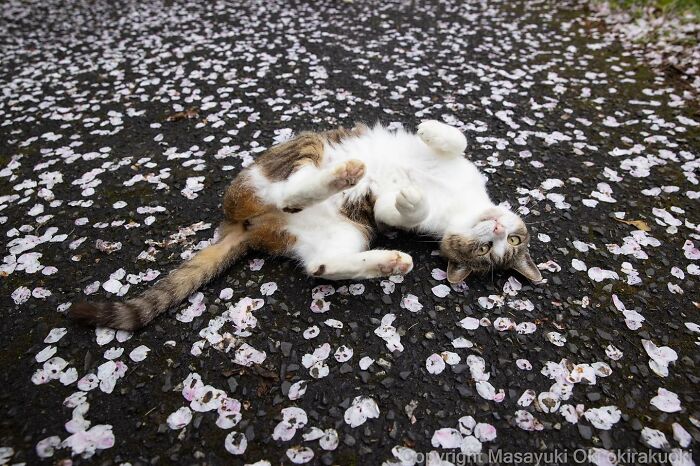 Japanese Photographer Captures Cats On The Streets Proving That Felines Really Are The Kings Of The World (71 New Pics)