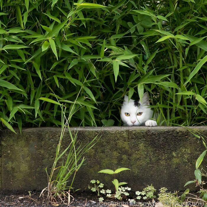 Japanese Photographer Captures Cats On The Streets Proving That Felines Really Are The Kings Of The World (71 New Pics)