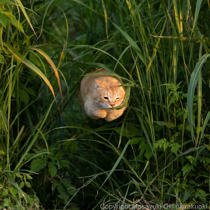 Japanese Photographer Captures Cats On The Streets Proving That Felines Really Are The Kings Of The World (71 New Pics)