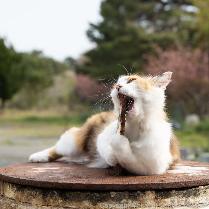 Japanese Photographer Captures Cats On The Streets Proving That Felines Really Are The Kings Of The World (71 New Pics)