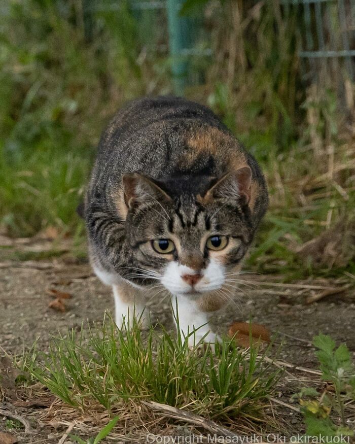 Japanese Photographer Captures Cats On The Streets Proving That Felines Really Are The Kings Of The World (71 New Pics)