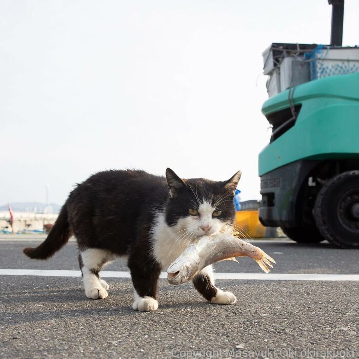 Japanese Photographer Captures Cats On The Streets Proving That Felines Really Are The Kings Of The World (71 New Pics)
