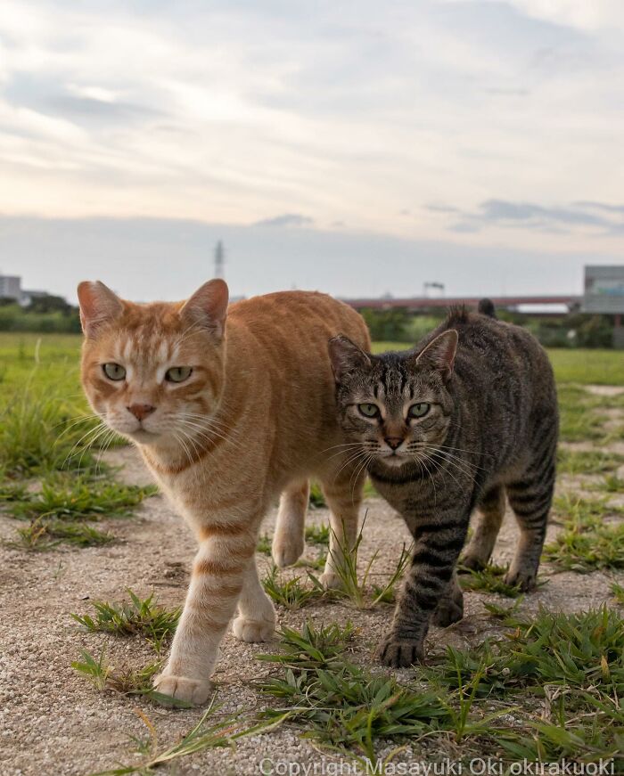Japanese Photographer Captures Cats On The Streets Proving That Felines Really Are The Kings Of The World (71 New Pics)