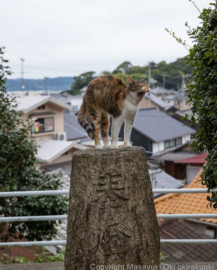 Japanese Photographer Captures Cats On The Streets Proving That Felines Really Are The Kings Of The World (71 New Pics)