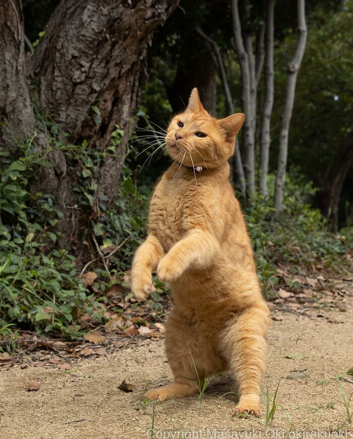 Japanese Photographer Captures Cats On The Streets Proving That Felines Really Are The Kings Of The World (71 New Pics)